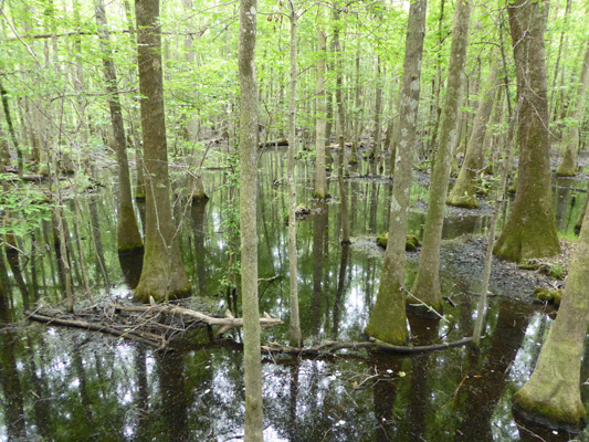 Congaree NP Water Tupelos