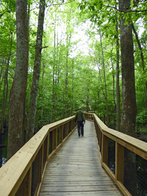 Congaree NP boardwalk