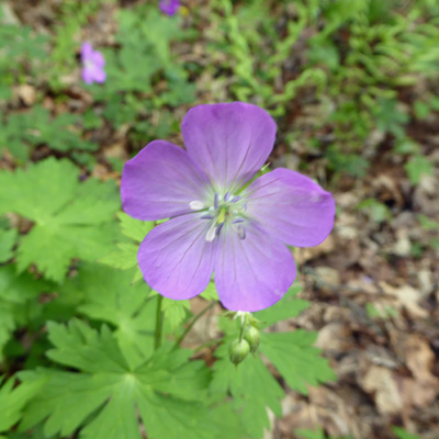 Wild Geranium (Geranium maculatum)