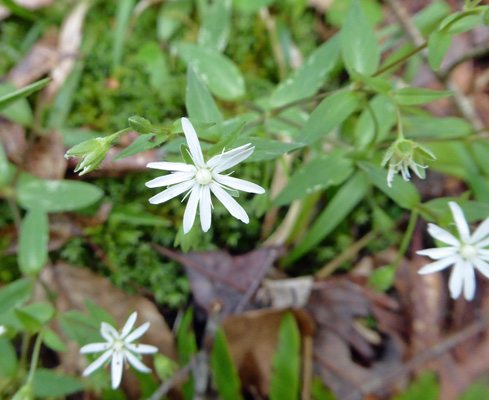 Star Chickweed (Stellaria pubera)