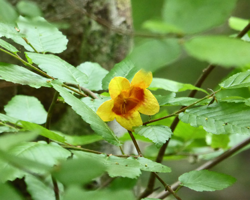 Trumpet Creeper (Campsis radicans)