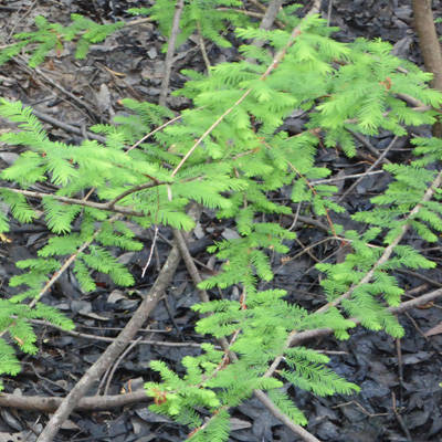 young bald cypress Congaree NP