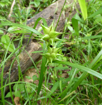 spikey seedpods