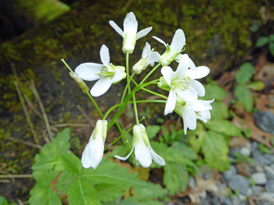 Forkleaf toothwort (Cardamine dissecta)