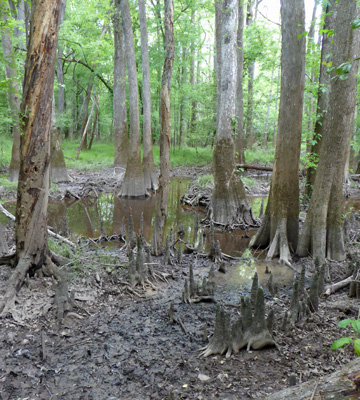 Bald cypress Congaree NP