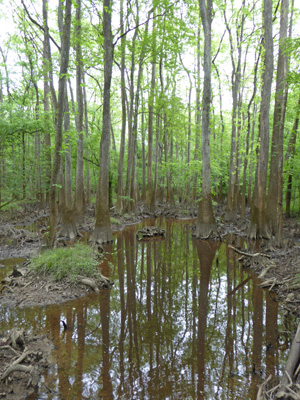 Water Tupelos Congaree NP