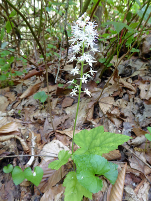 Foam flower (Tirella-cordifolia)