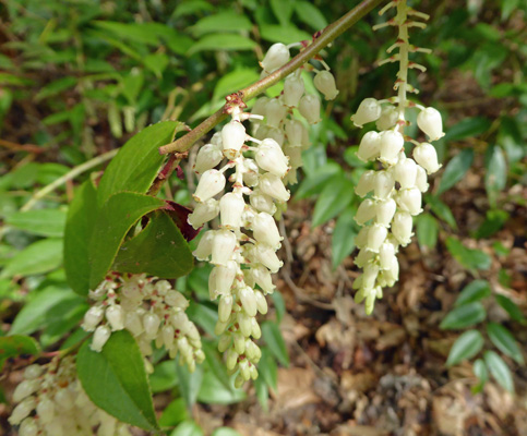 Dog-hobble (Leucothoe fantanesiana)