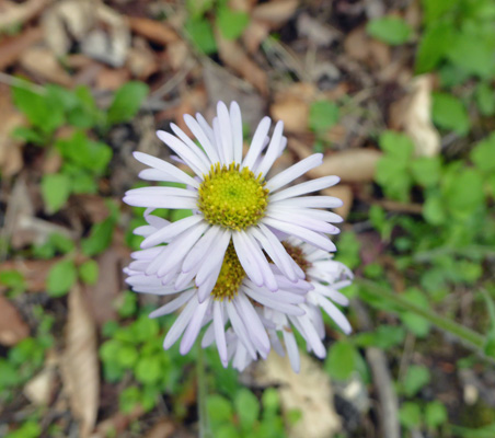 Robin's Plantain (Erigeron pulchellus)