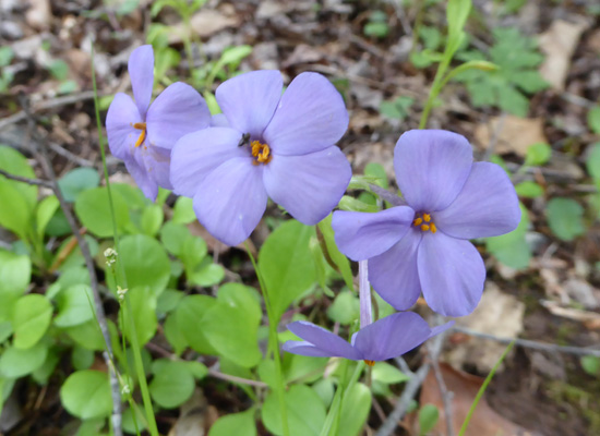 creeping phlox (Phlox stolonifera)