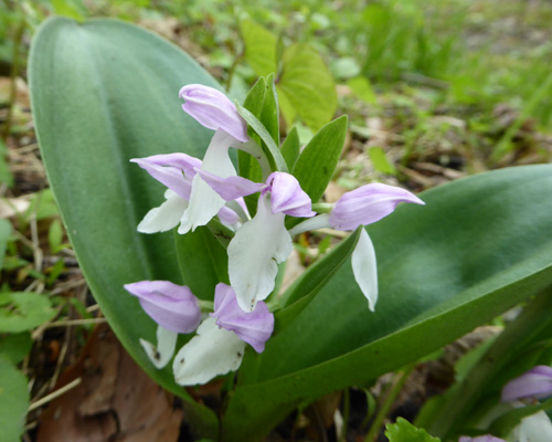 Showy Orchis (Galearis spectabilis)