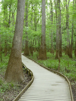 Boardwalk Congaree NP