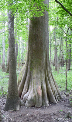 Bald Cypress Congaree NP