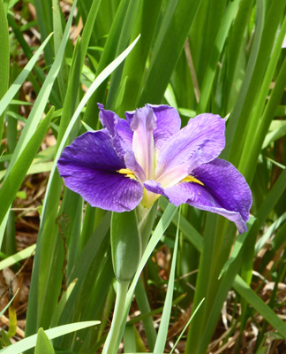 Iris Congaree NP