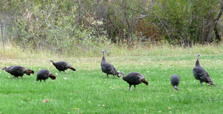 Wild Turkeys Hilgard Junction SP OR