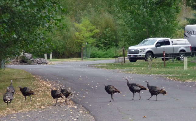 Wild Turkeys Hilgard Junction SP OR