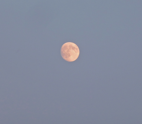 Pink full moon