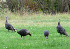 Wild Turkeys Hilgard Junction SP