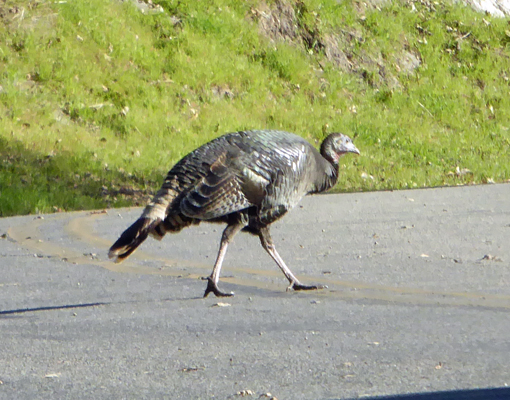 Wiild Turkey Lopez Lake CA