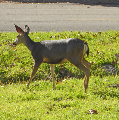 Doe Lopez Lake CA