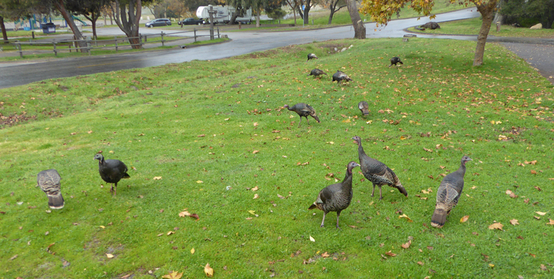 Wild Turkeys Lopez Lake CA