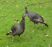 Wild Turkeys Lopez Lake CA