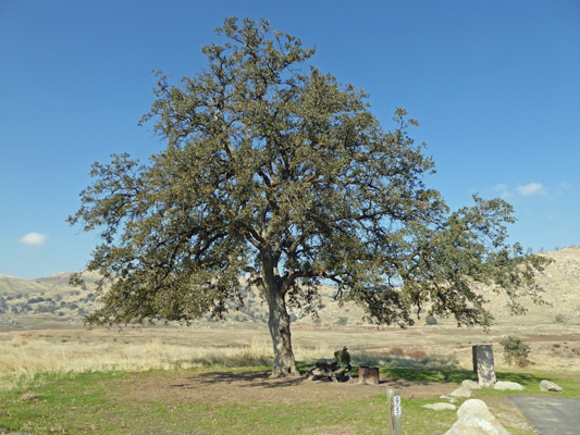 Live Oak Milleton Lake