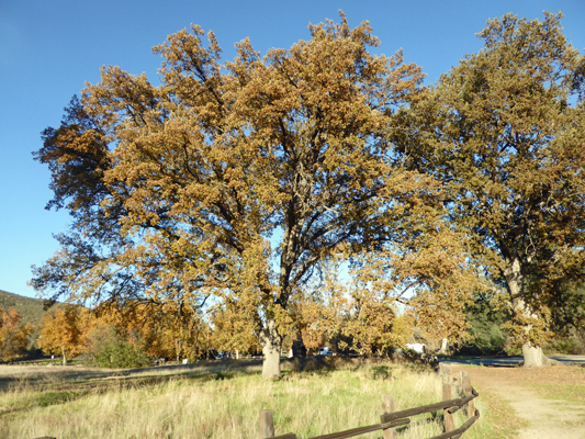 Oak Pinnacles NP