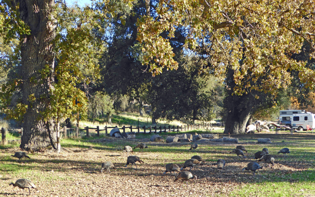 Wild Turkeys Pinnacles NP