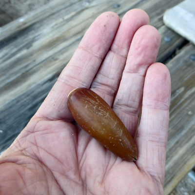 Acorn Pinnalces NP