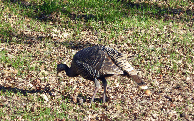 Wild Turkey Pinnacles NP