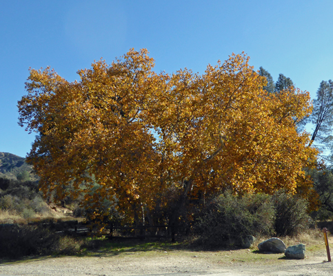 Sycamore Pinnacles NP