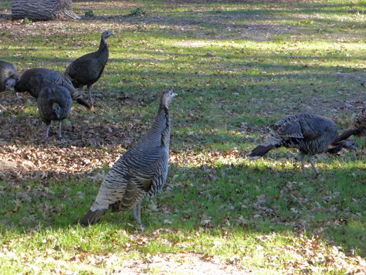 Wild Turkeys Pinnacles NP