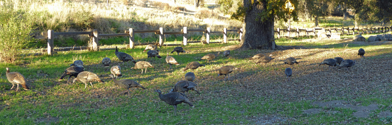 Wild Turkeys Pinnacles NP