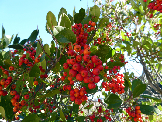 Toyon (Heteromeles arbutifolia)