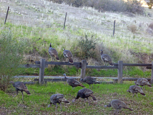 Wild Turkeys on fence