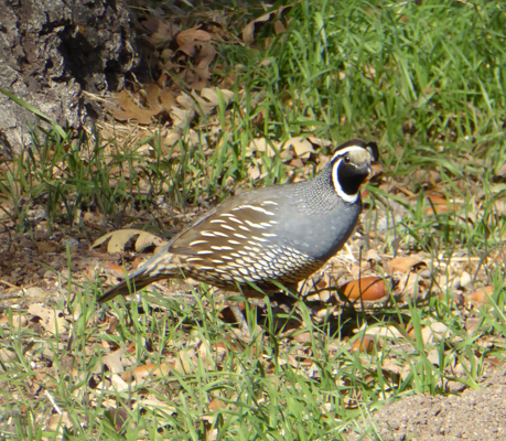 Male Calif Quail