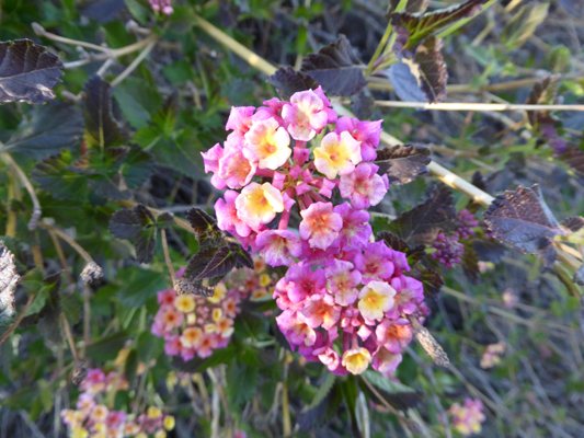 Verbena