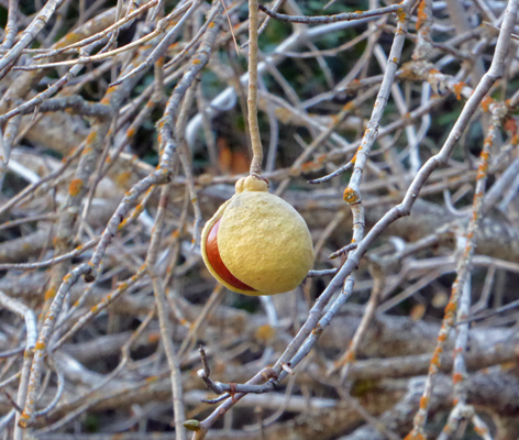 Calif Buckeye seed