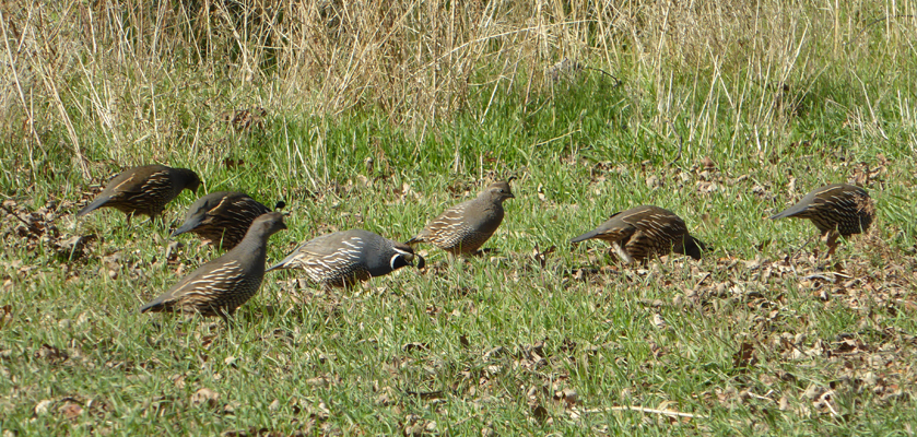 Calif Quail Pinnacles NP