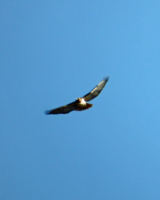 Hawk Millerton Lake