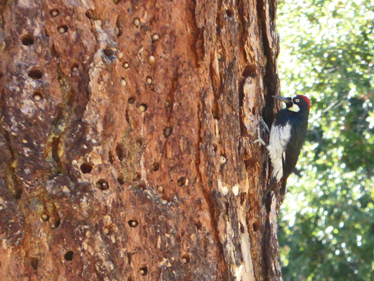 Acorn Woodpecker and acorns