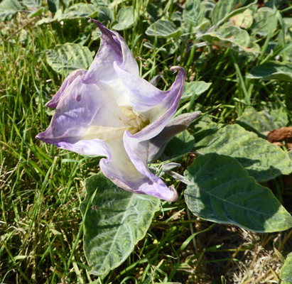 Jimsonweed (Datura wrightii)