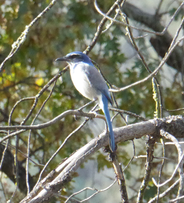 Scrub jay Pinnacles NP