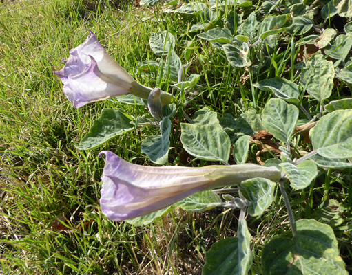 Jimsonweed (Datura wrightii)