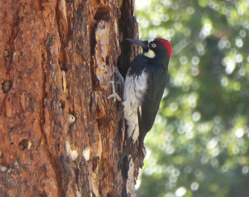 Acorn Woodpecker Pinnacles NP