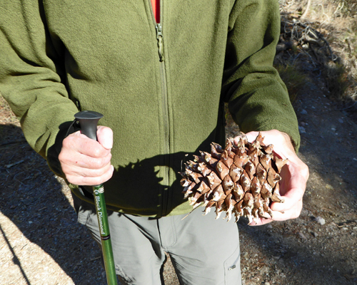 Gray Pine cone