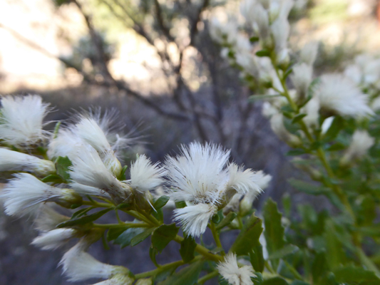 Coyote Brush (Baccharis pilularis)