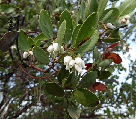 Manzanita flowers