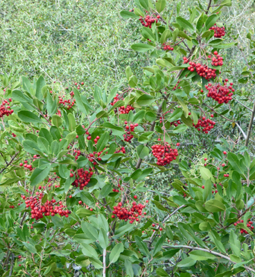  Toyon (Heteromeles arbutifolia)